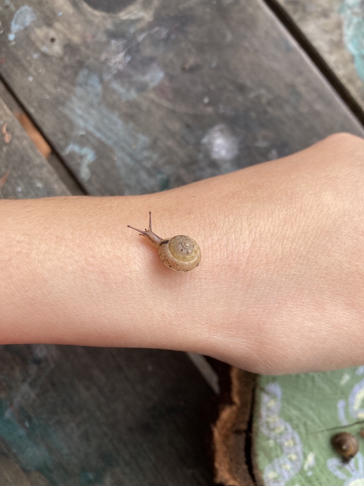 a tiny beige snail crawling over my wrist