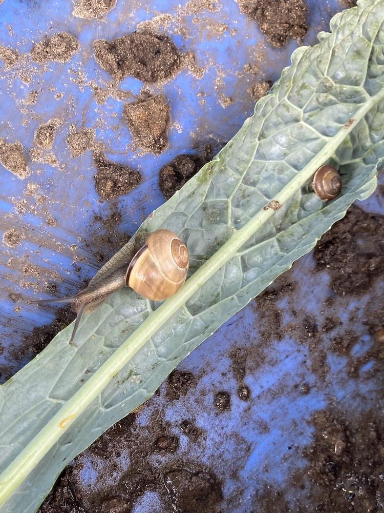 a snail on a leaf